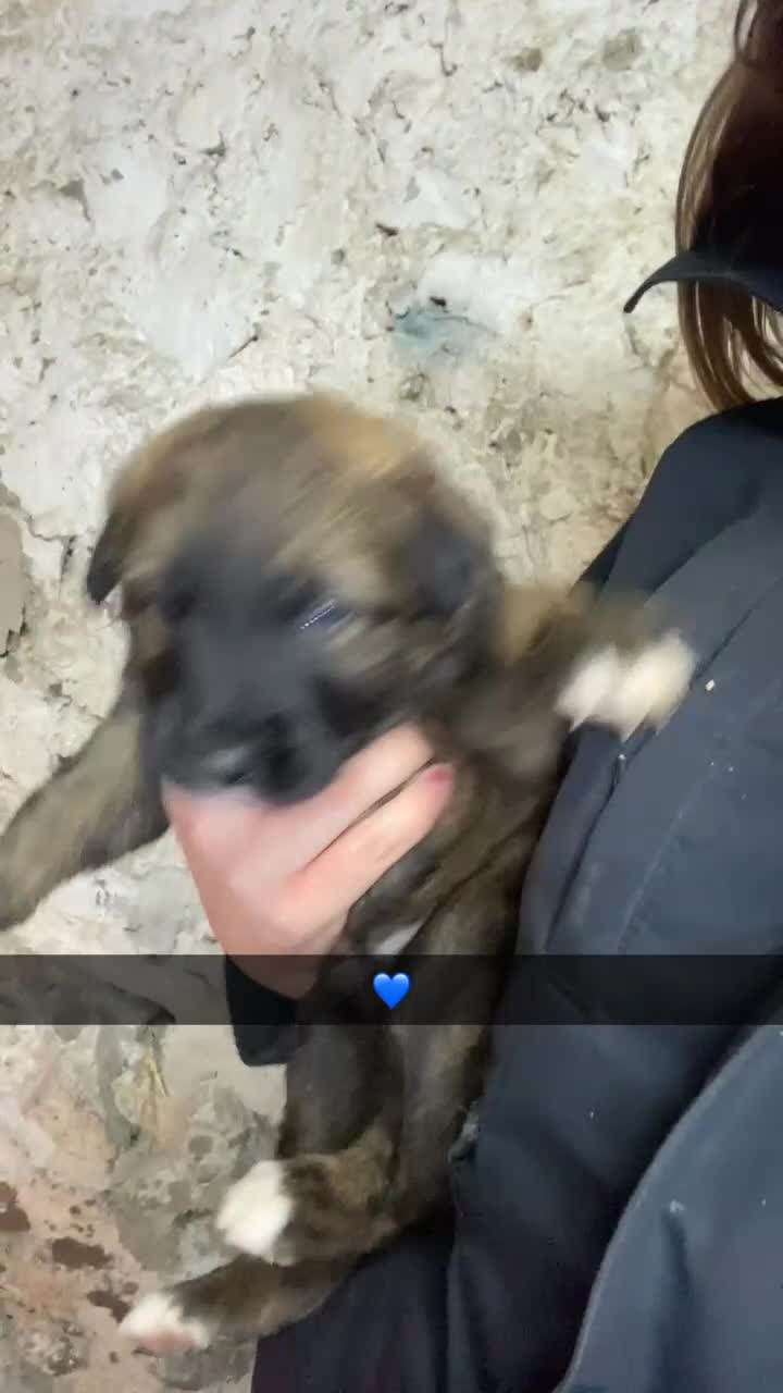 Mixed Breed dogs for sale: Australian Shepherd X Border Collie pups 🐶  - Video 5