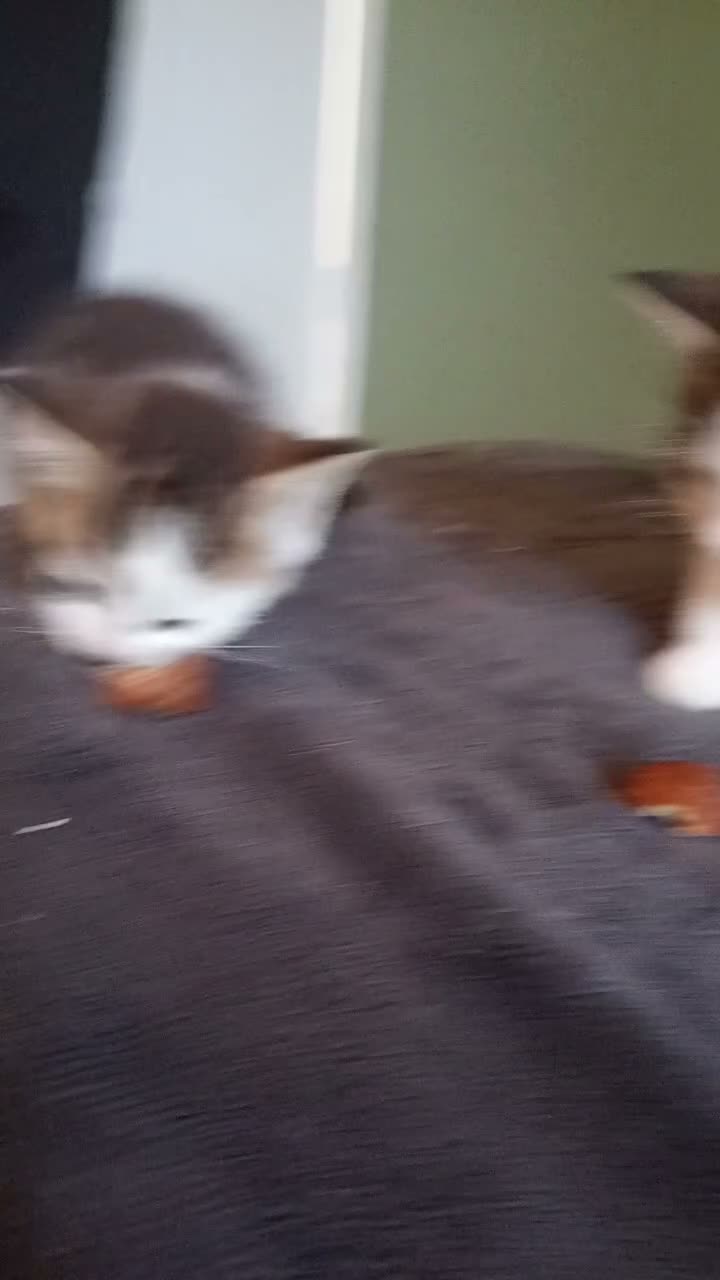 Brazilian Shorthair cats for sale: Beautiful kittens for sale  - Video 1