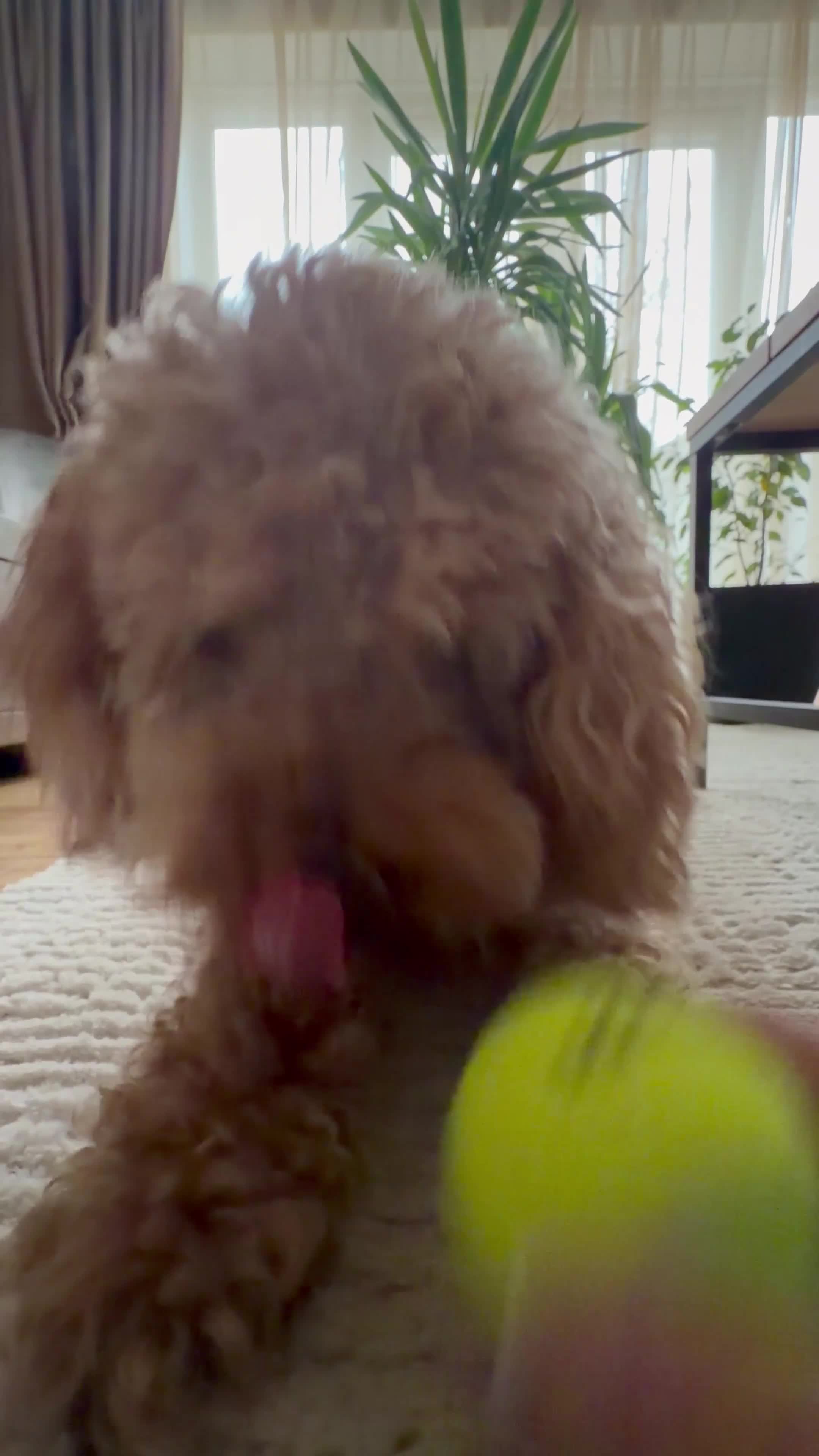 Labradoodle dogs for stud: Teddy mini labradoodle  in Liverpool - Video 2