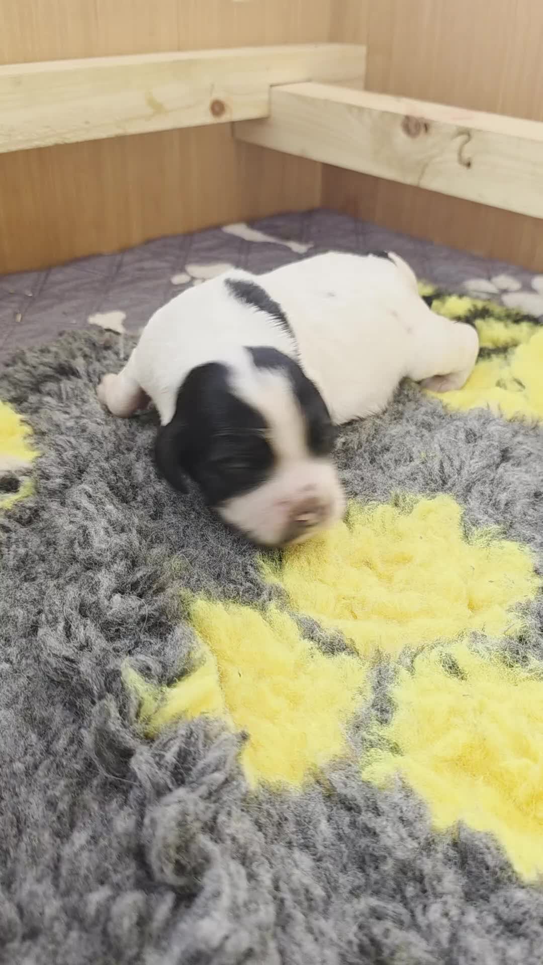 English Springer Spaniel dogs for sale: Springer pups  - Video 1