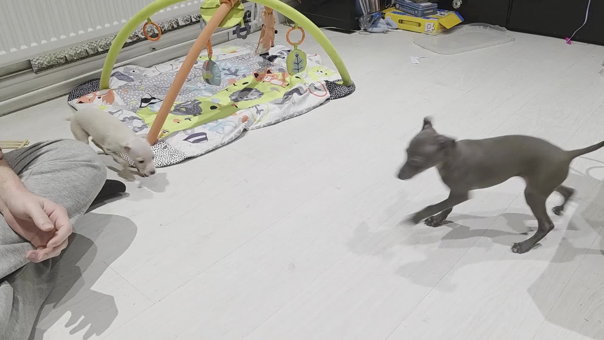 Italian Greyhound dogs for sale: 20 th feb KC reg quality  Just 1 blue boy & girl - Video 3