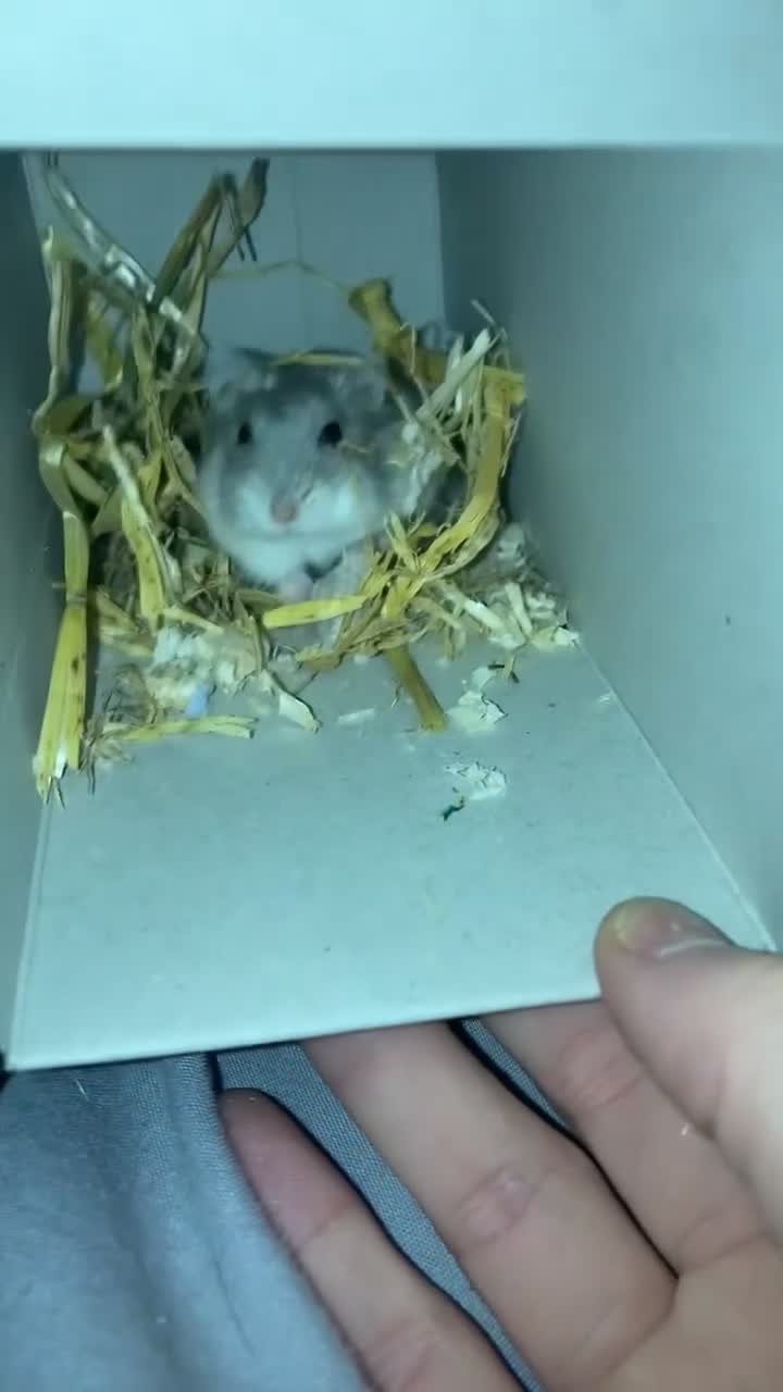 Hamster rodents for sale: Russian dwarf hanster - Video 1