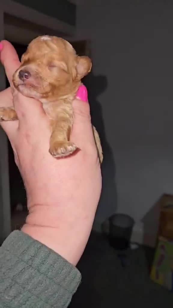 Toy Poodle dogs for sale: Kc toy poodles  - Video 3