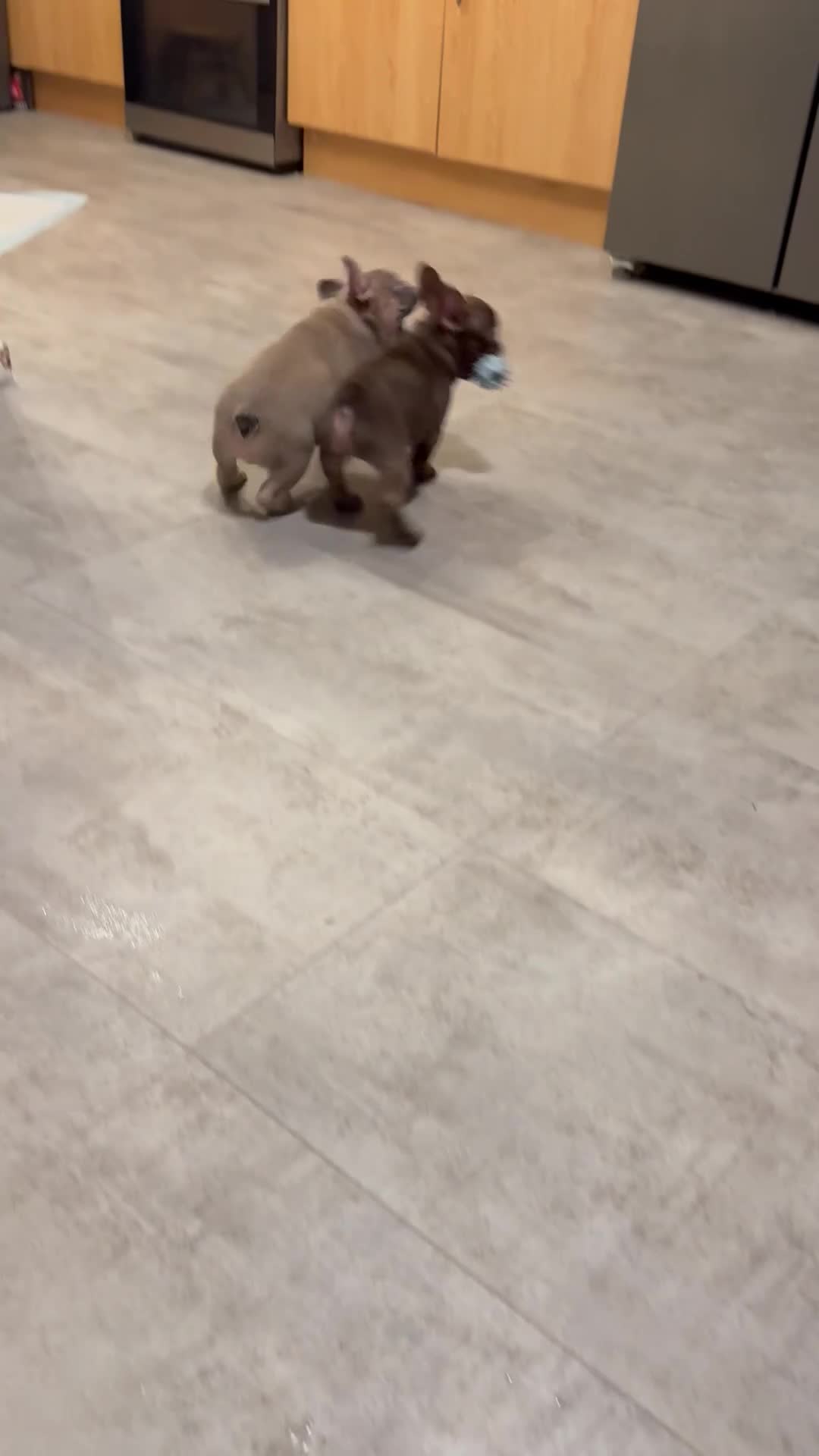 French Bulldog dogs for sale: New Shade Rojo French Bulldog Puppy. - Video 1