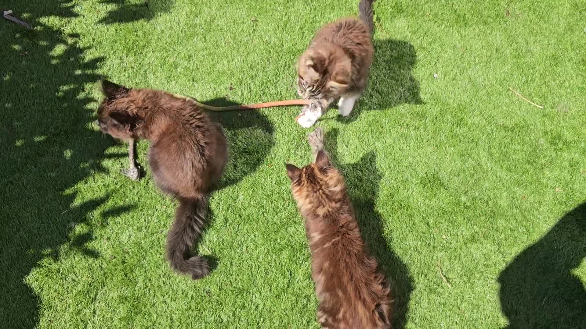 Maine Coon cats for sale: MainCoon Registered Polydactyl Female and 2 Males - Video 1