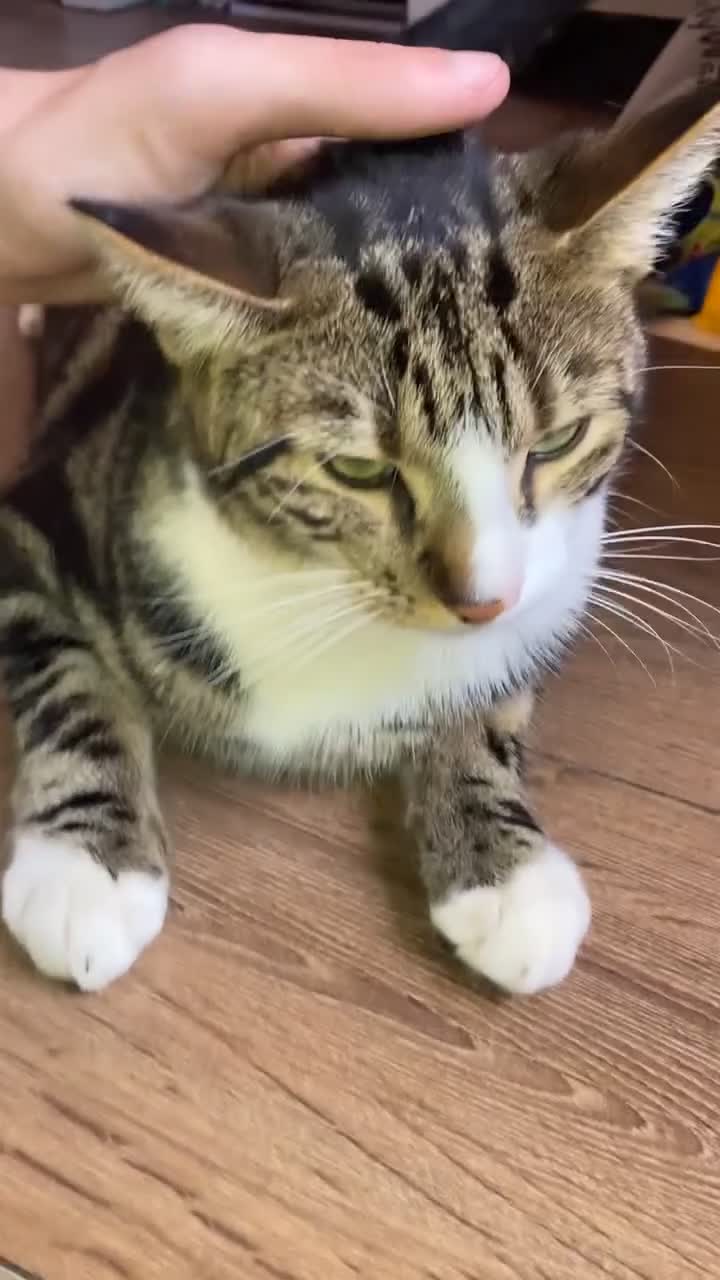Mixed Breed cats for sale: Tabby mixed breed cat for sale  - Video 1