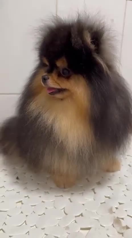 Pomeranian dogs for sale: Tiny Black and Tan Pomeranian Boy - Video 2