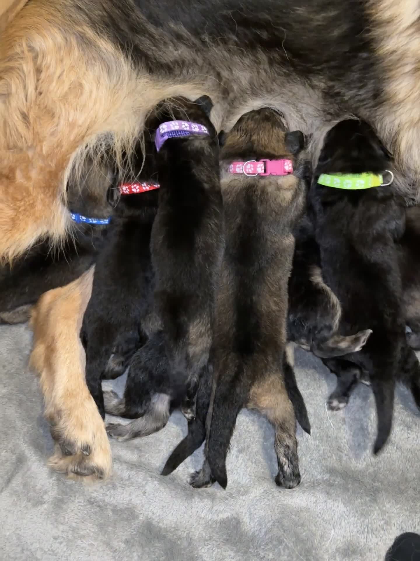 German Shepherd dogs for sale: German shepherd pups  - Video 1