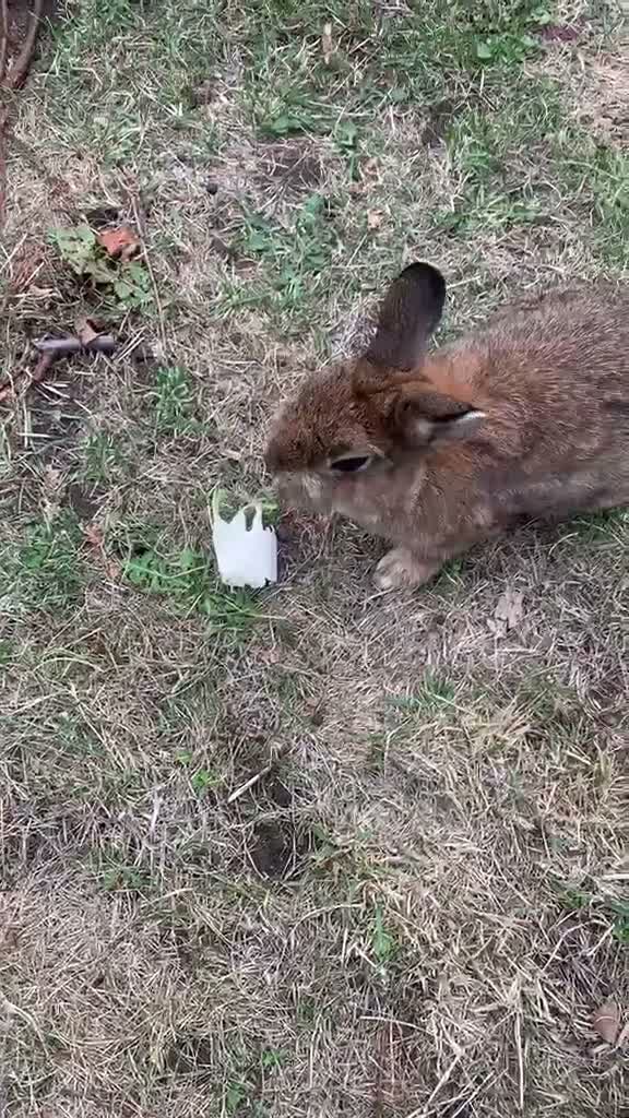 Netherland Dwarf rabbits for sale: Gorgeous Netherland Dwarf Rabbits - Video 2