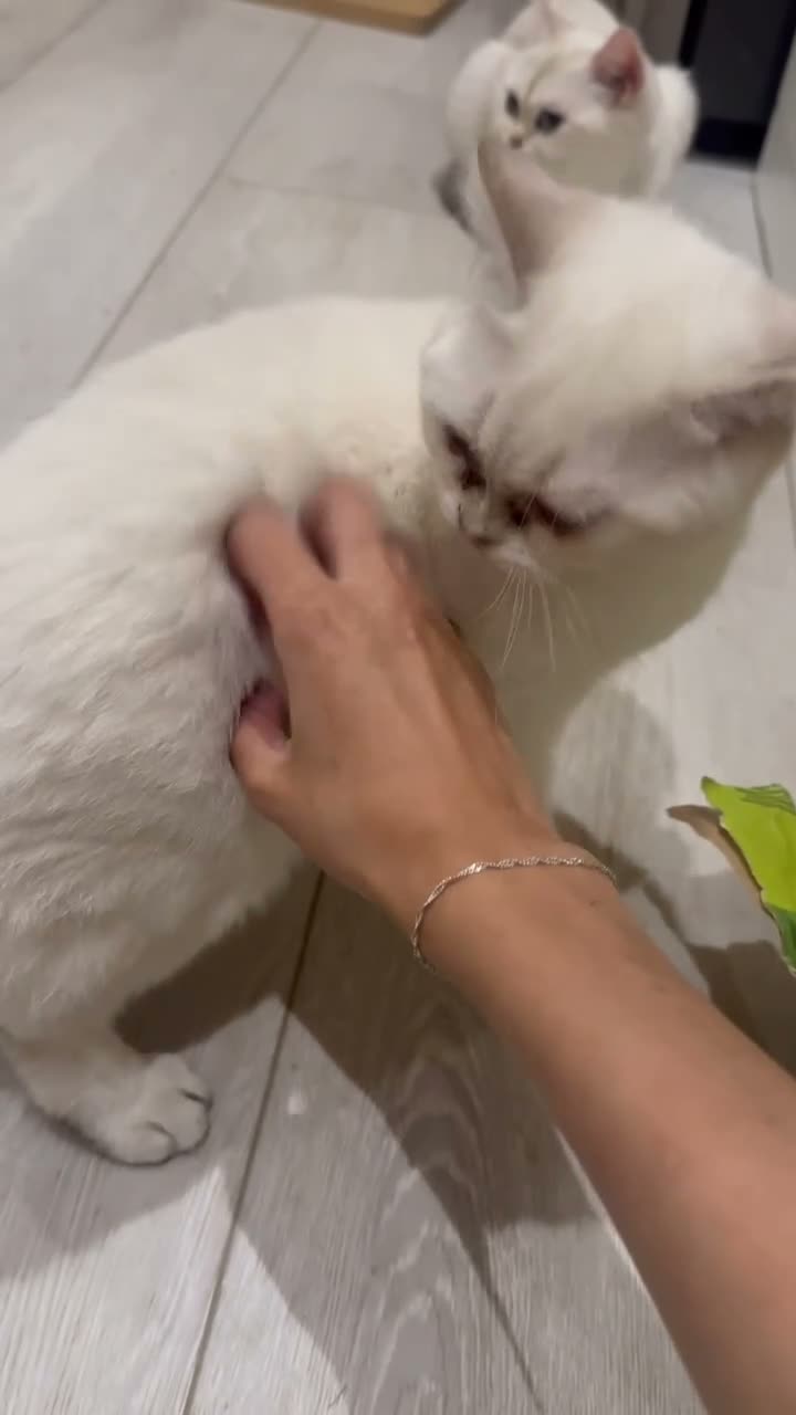 British Shorthair cats for sale: 💕 Golden and white British shorthair kittens 💕 - Video 1