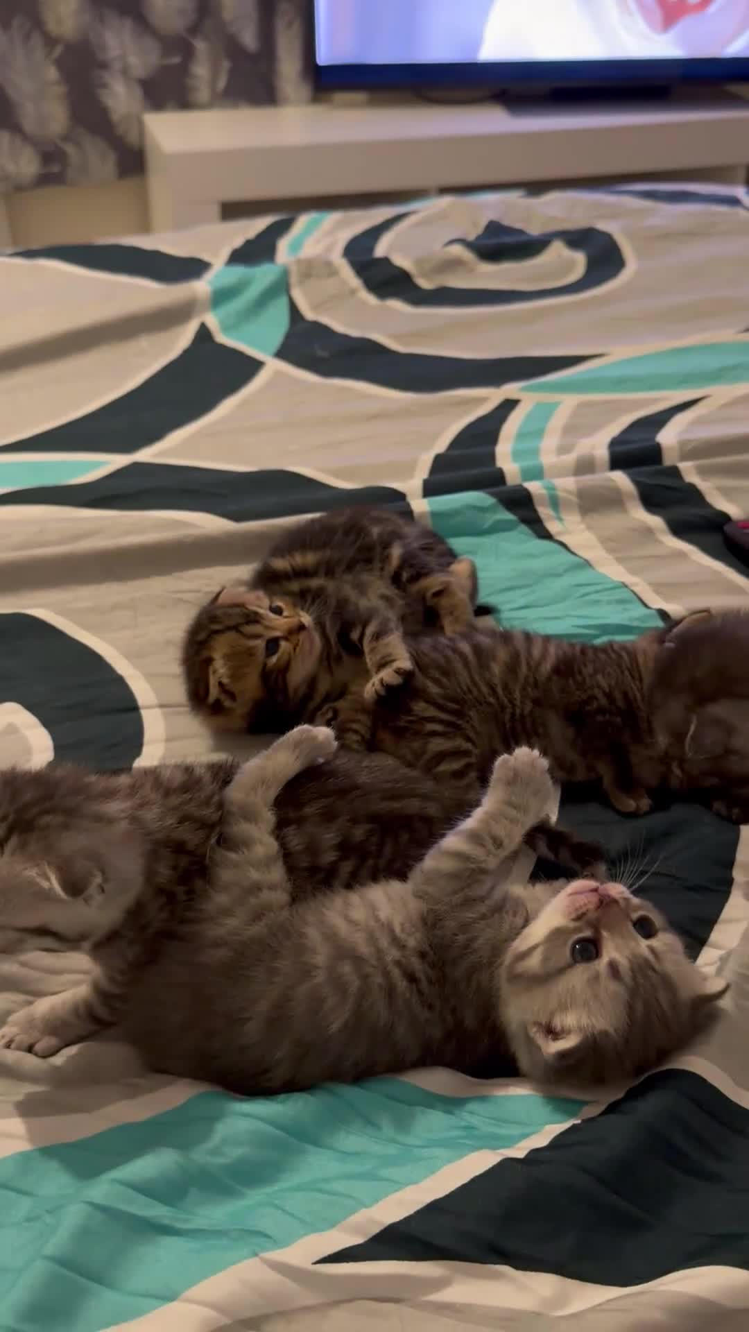 Scottish Fold cats for sale: Scottish Fold Kittens for Sale - Video 1