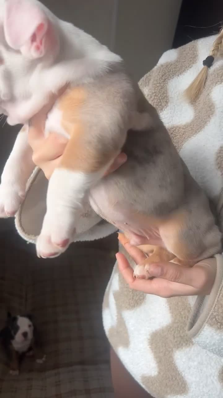 Olde English Bulldogge dogs for sale: Olde English bulldogs for sale  - Video 3