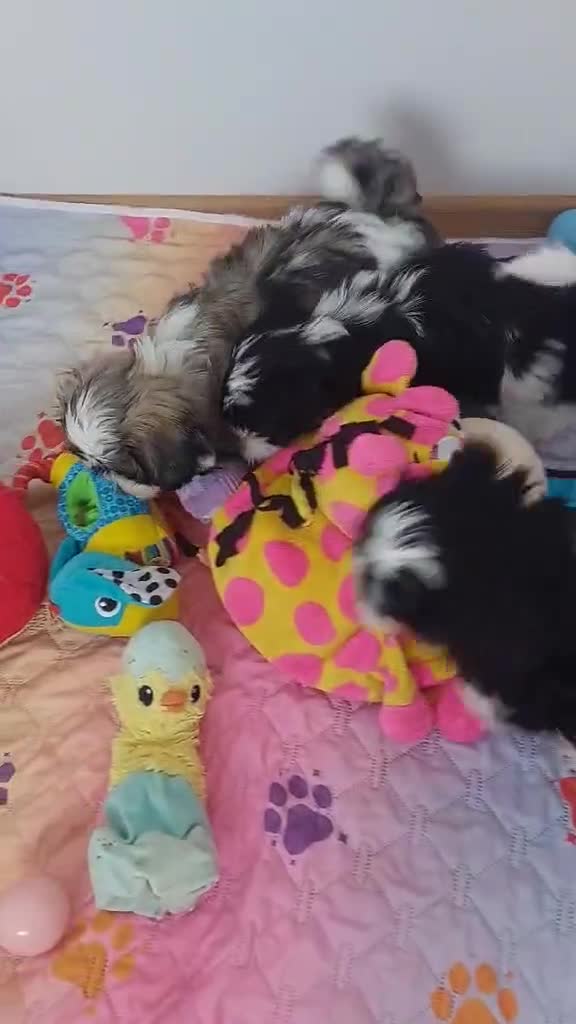 Shih Tzu dogs for sale: Beautiful Shih Tzu Puppies 💛💚❤️🩷 - Video 1