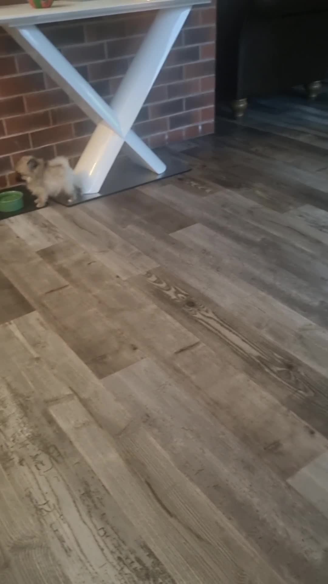 Pomeranian dogs for sale: Xxs Pomeraniums  - Video 1