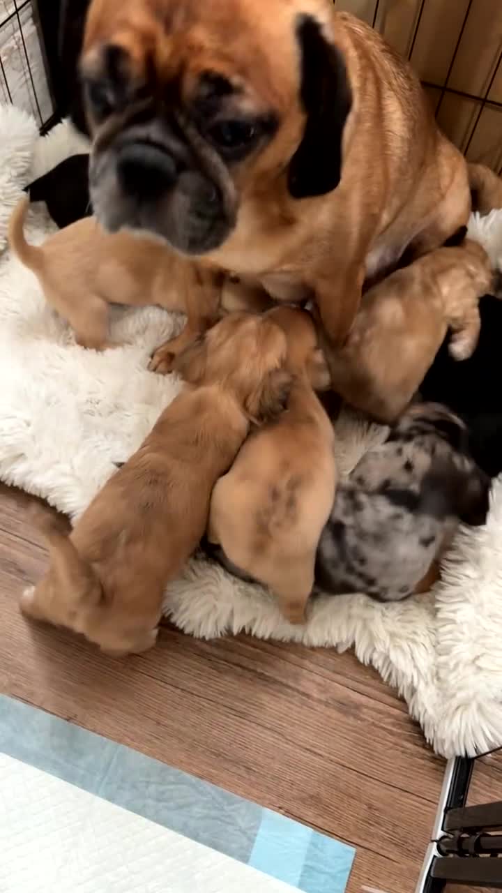 Mixed Breed dogs for sale: Chugs in Blackpool - Video 2