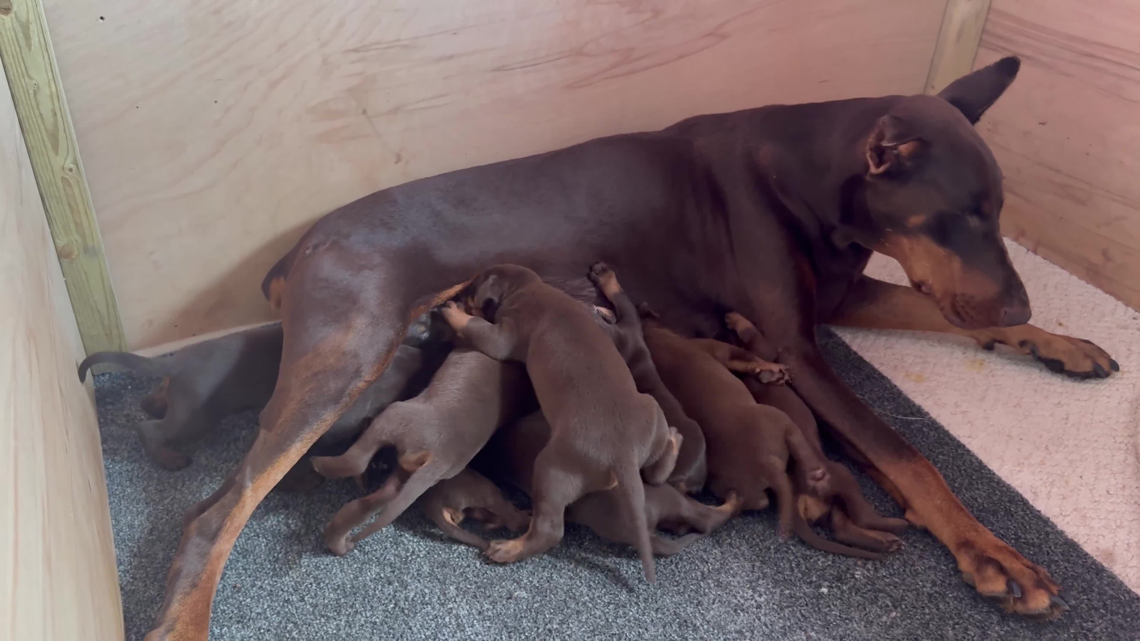 Dobermann dogs for sale: Draco - Video 1