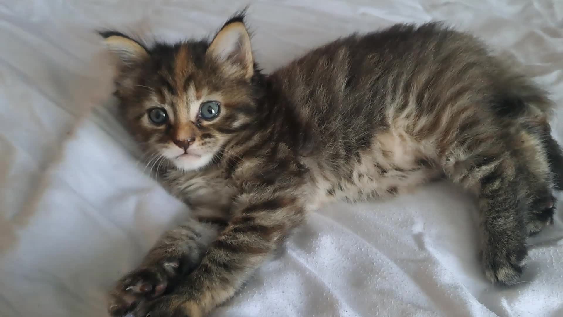 Maine Coon cats for sale: Maine Coon Kittens for Sale - Video 3