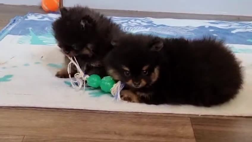 Pomeranian dogs for sale: Pomeranian puppies for sale!!! - Video 2