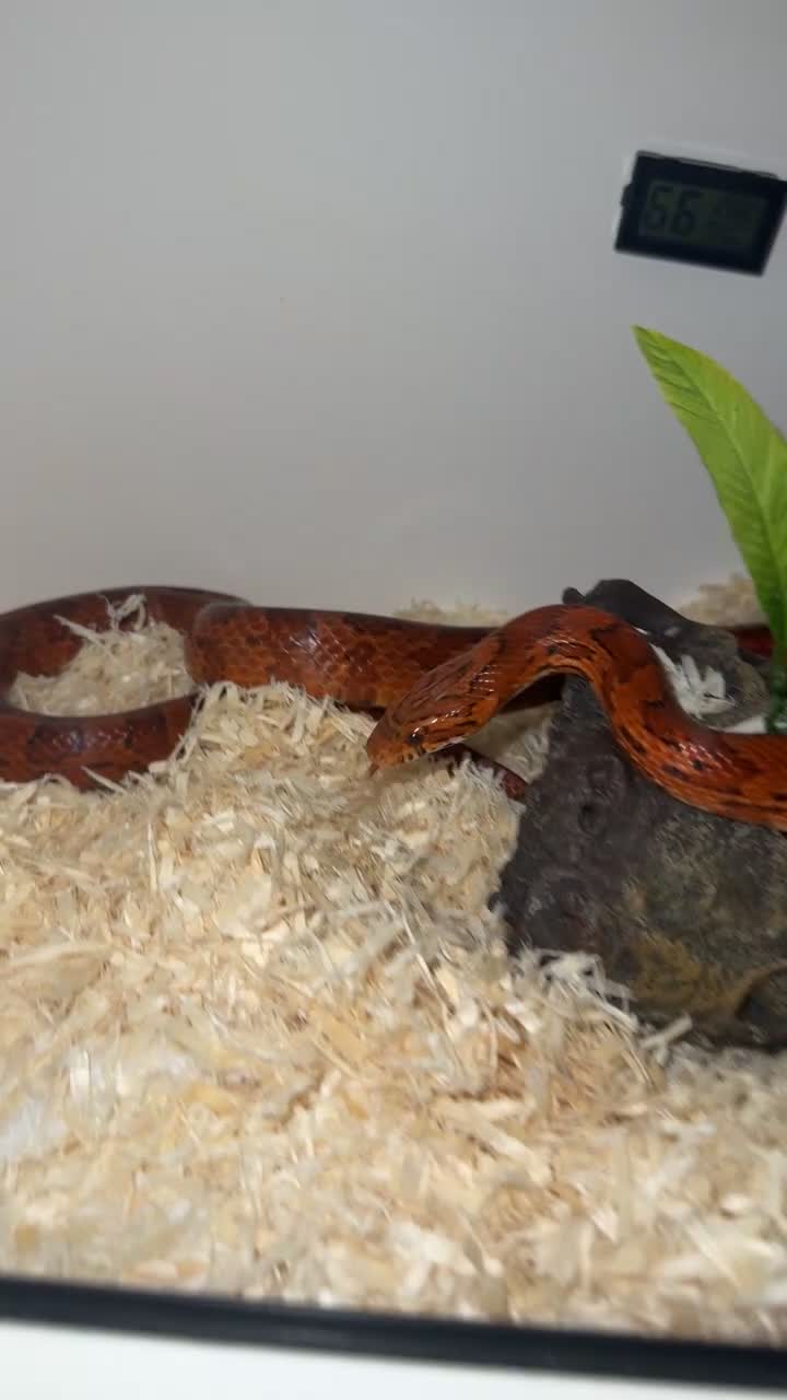 Corn Snake reptiles for sale: Corn Snake (Red) - Video 2