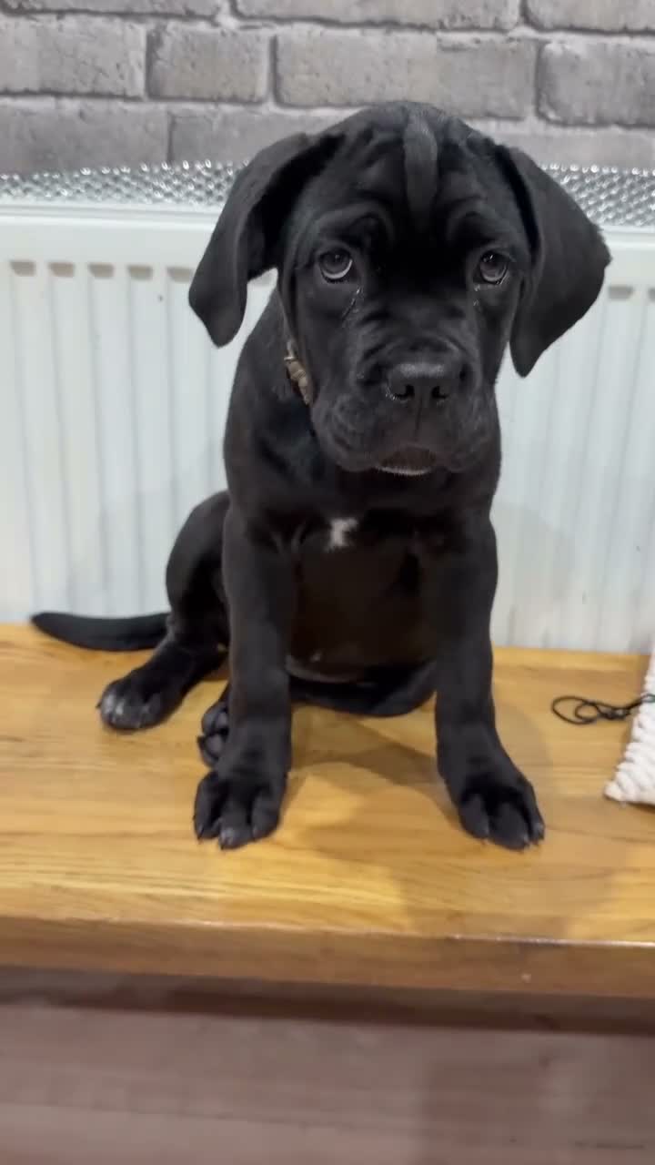 Cane Corso dogs for sale: CANE CORSO CHAMPION BLOODLINE PEDIGREE PUPPIES  - Video 1