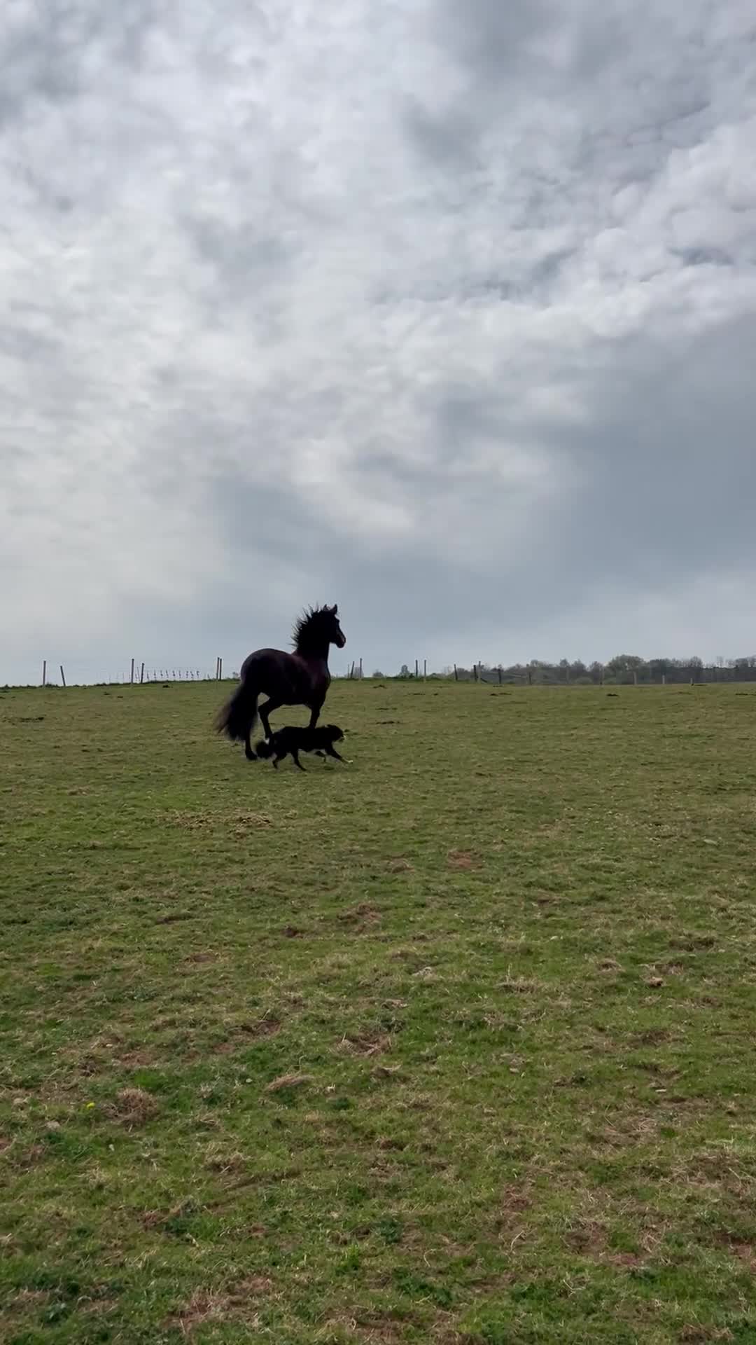 PRE horses for sale: Fully registered PRE mare with superb lineage - Video 1