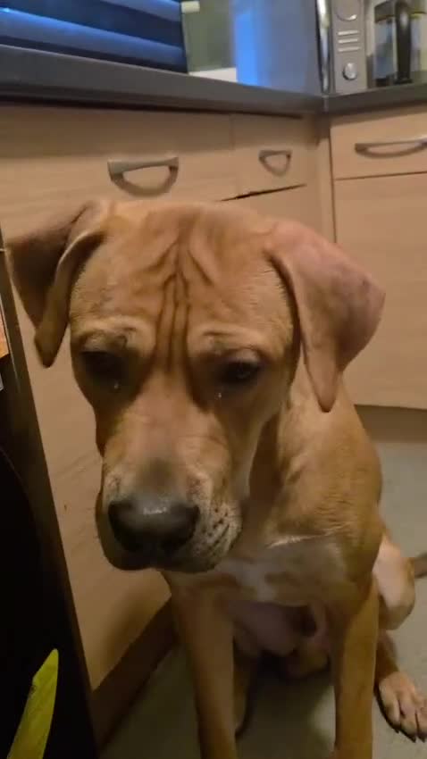 Mixed Breed dogs for sale: Mastiff-Staffy Good Boy needs Loving home in London - Video 3