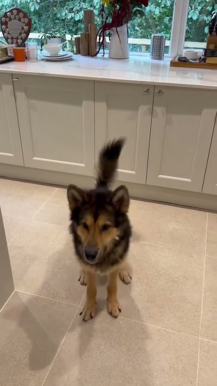 Mixed Breed dogs for sale: BARNEY - Looking for a loving home in Glasgow - Video 3