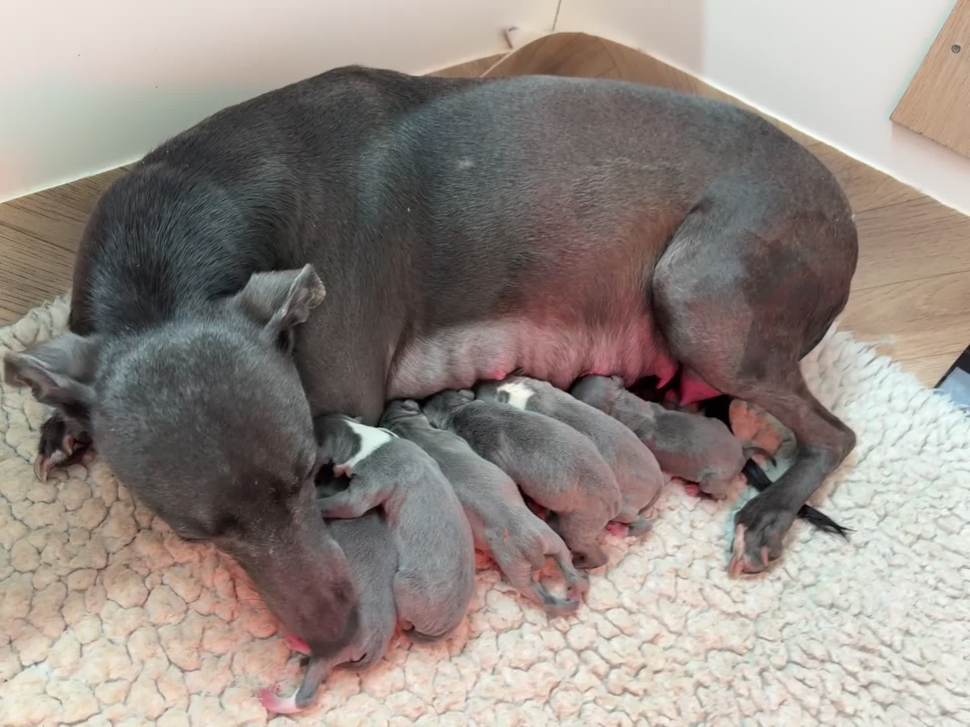 Whippet dogs for sale: Exceptional KC Blue Whippet Puppies born 02/04/26 - Video 3