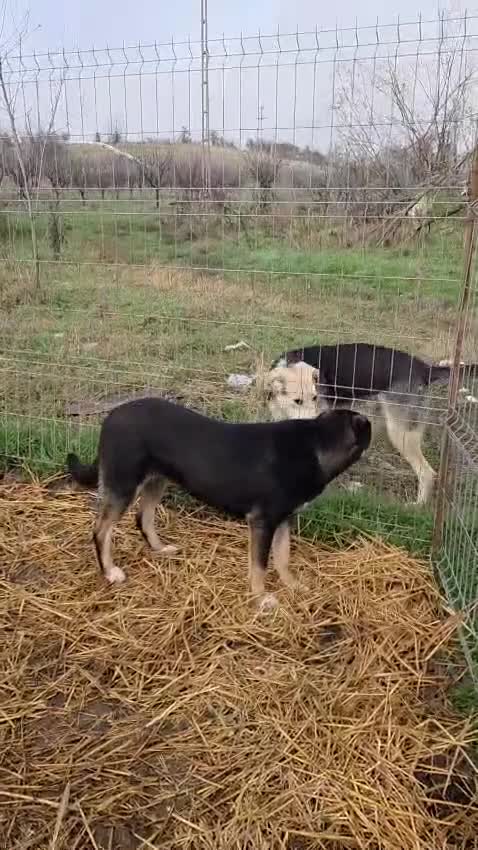 Mixed Breed dogs for adoption: 🐾 RONA -  a Lovely Girl, for a Loving Home🐾 in Bristol - Video 4