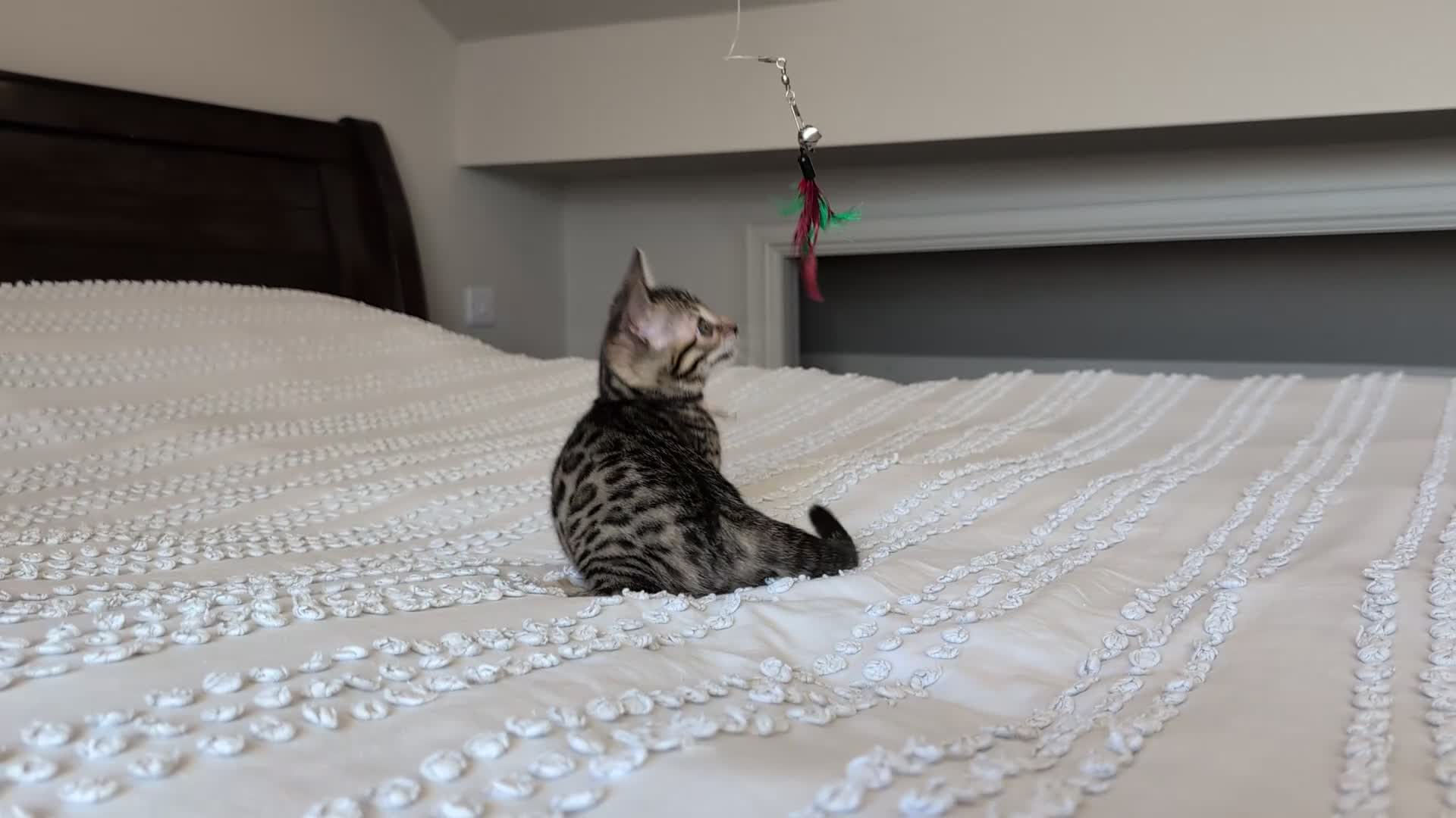 Bengal cats for sale: 🖤🩶🤍 BEAUTIFUL BENGAL KITTENS 🤍🩶🖤 - Video 1