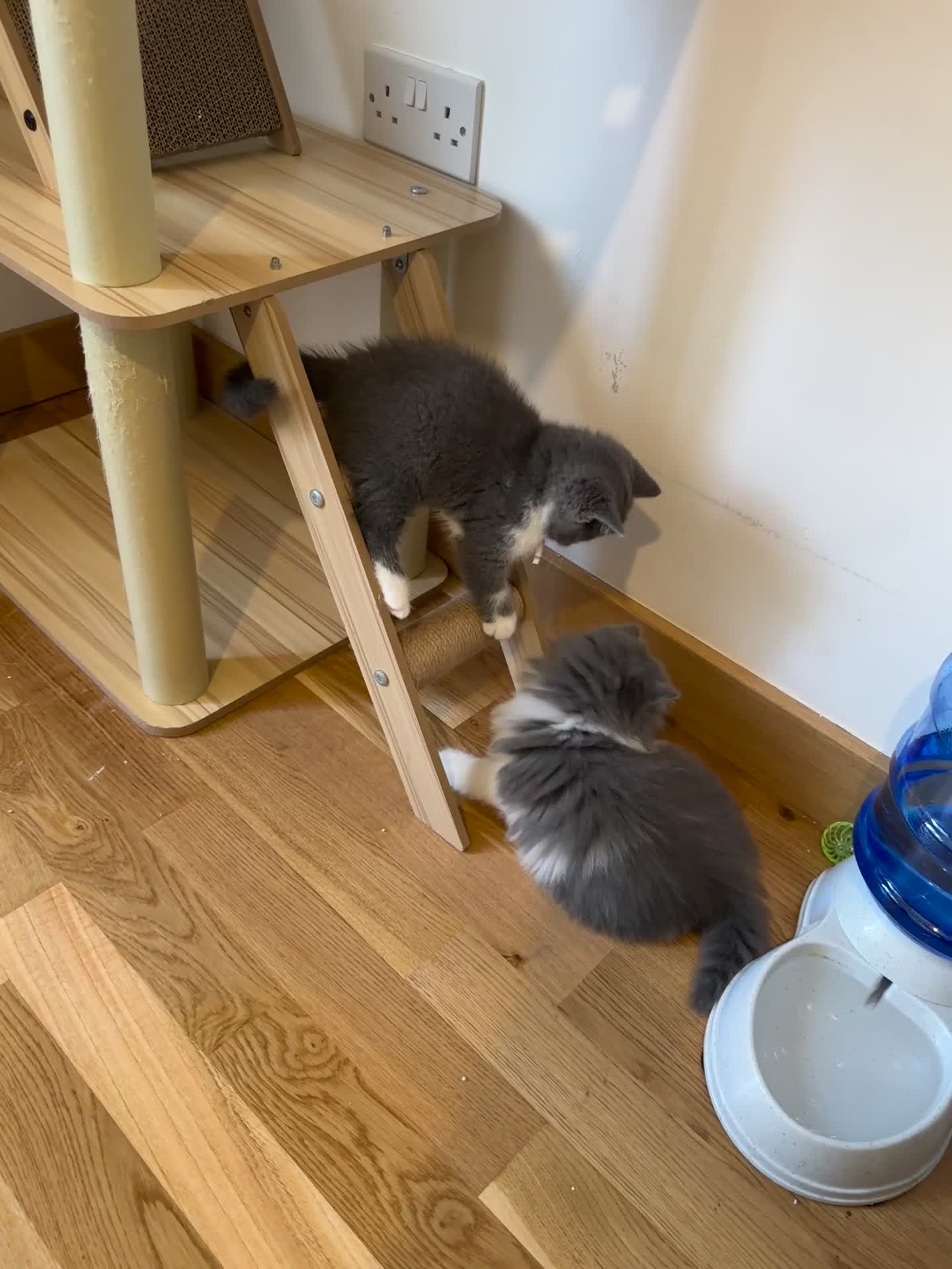 British Shorthair cats for sale: 4 Bicolour British Shorthair boys looking new home - Video 1