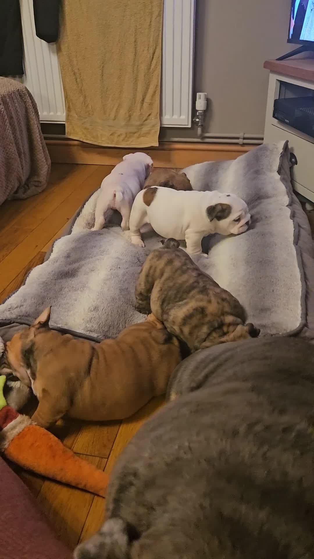 English Bulldog dogs for sale: English bulldogs - Video 2