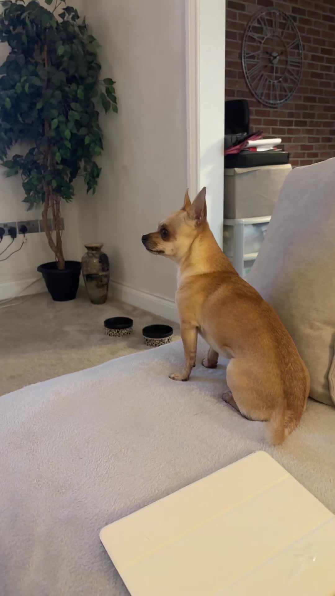 Chihuahua dogs for stud: Smart Fawn Short-Hair Chihuahua Available for Stud - Video 2