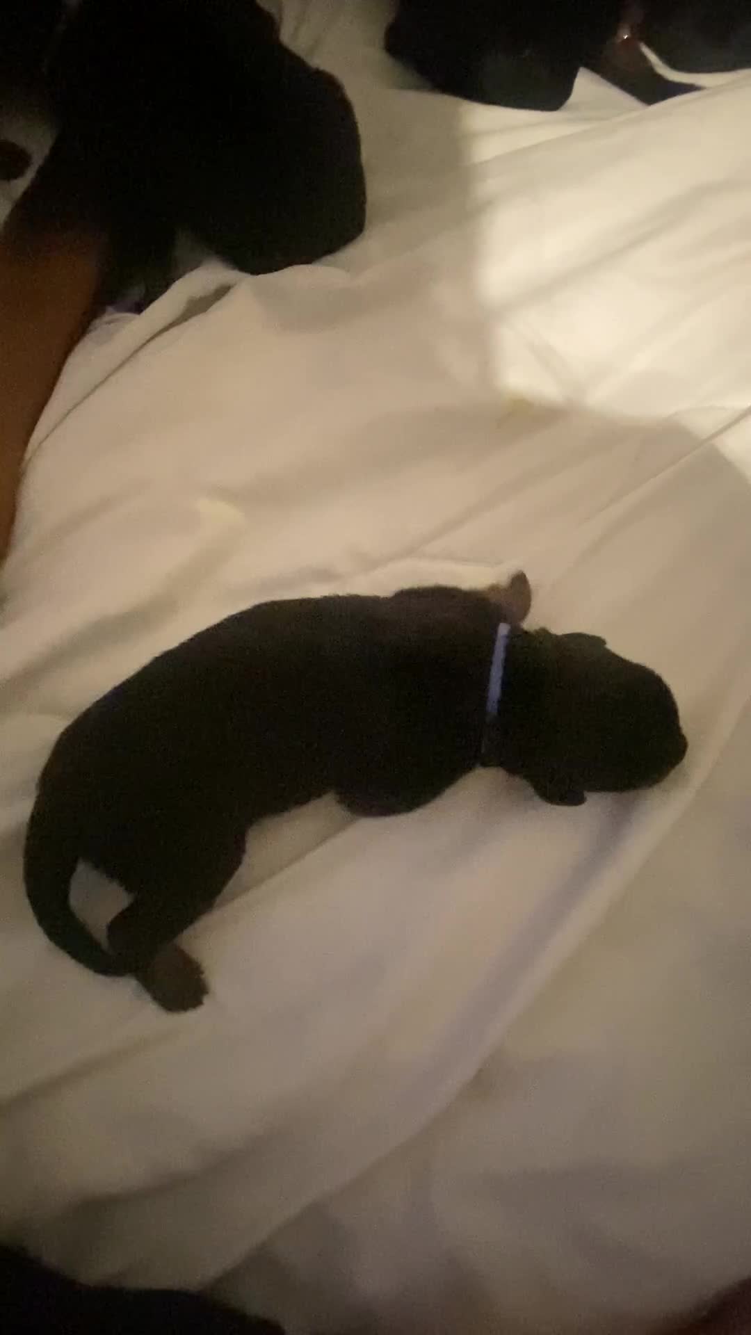 Rottweiler dogs for sale: Germany and America Rottweiler mix - Video 1