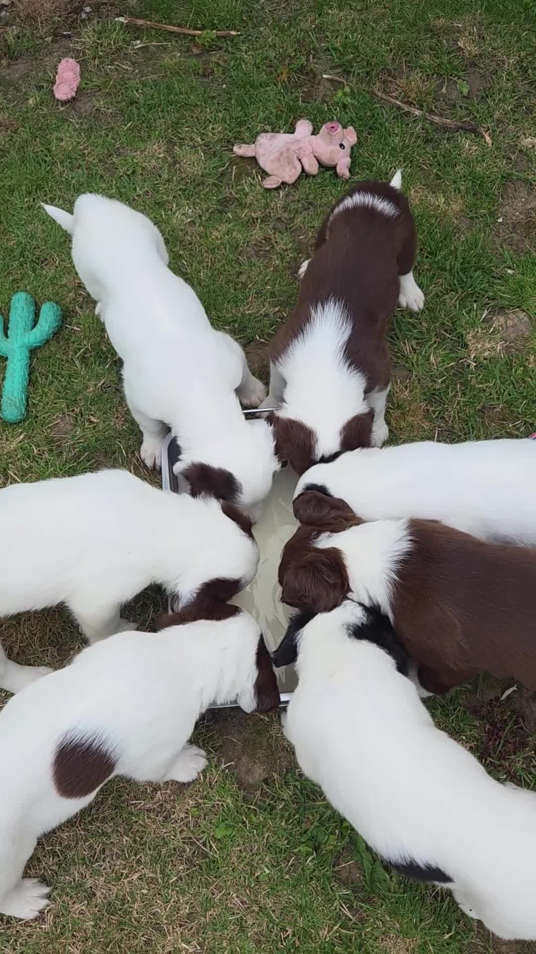Sprollie dogs for sale: x1 Sprollie puppies ready to go 💙 - Video 1