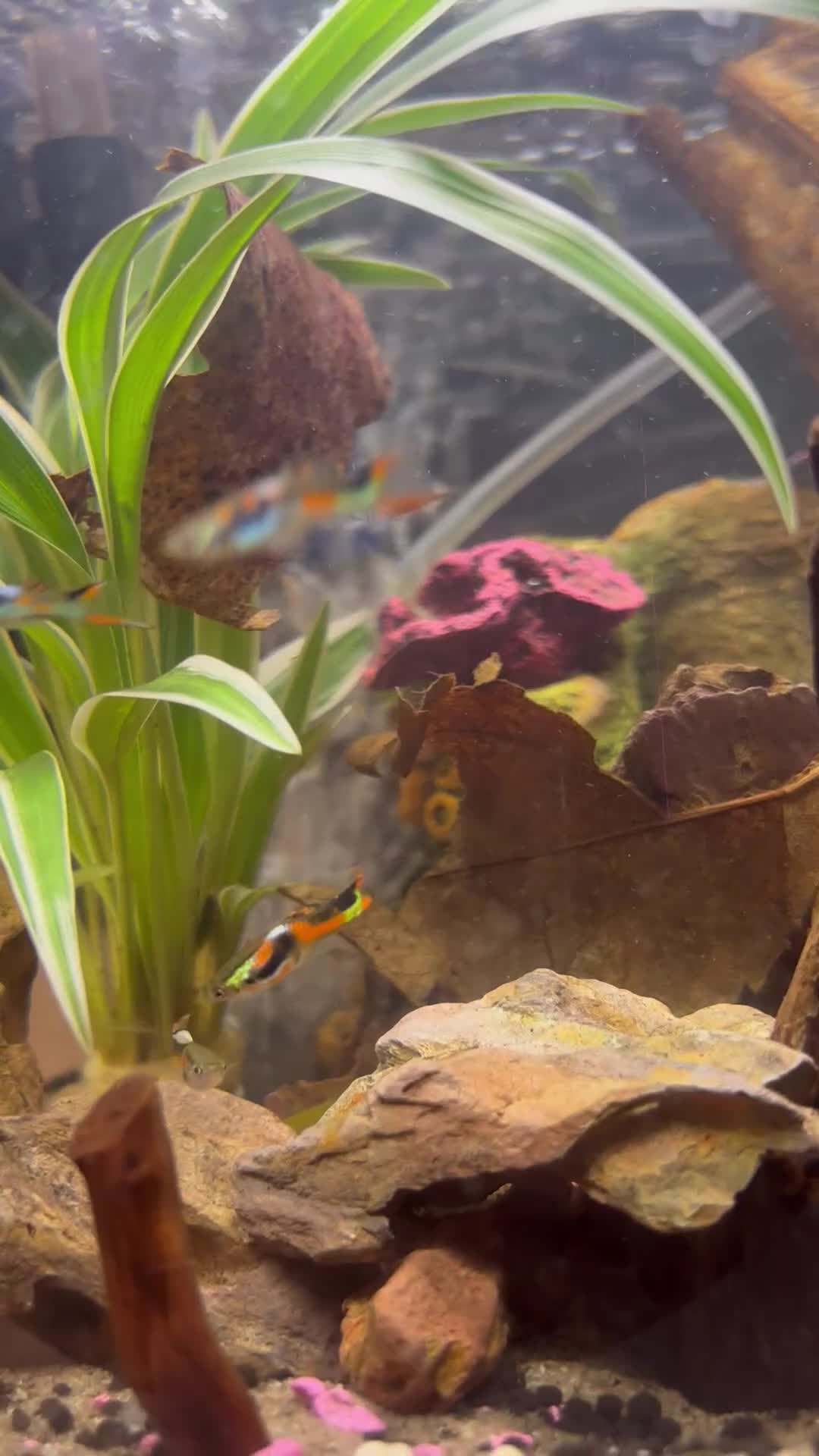 Other/Mixed Breed fish for sale: 5 beautiful male endlers guppies - Video 2