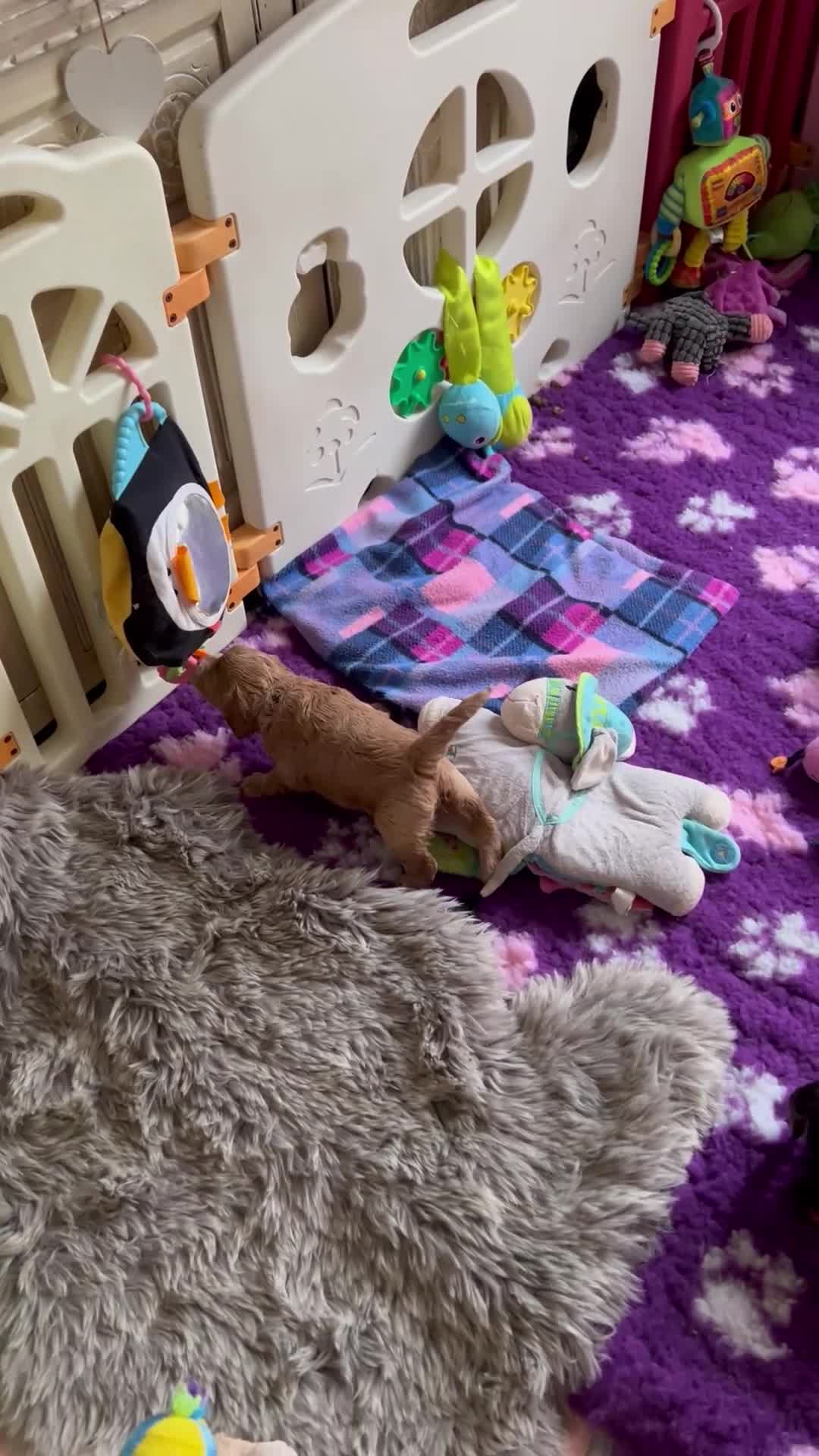 Cockapoo dogs for sale: Beautiful F1 Cockapoos DNA health tested parents.  - Video 1