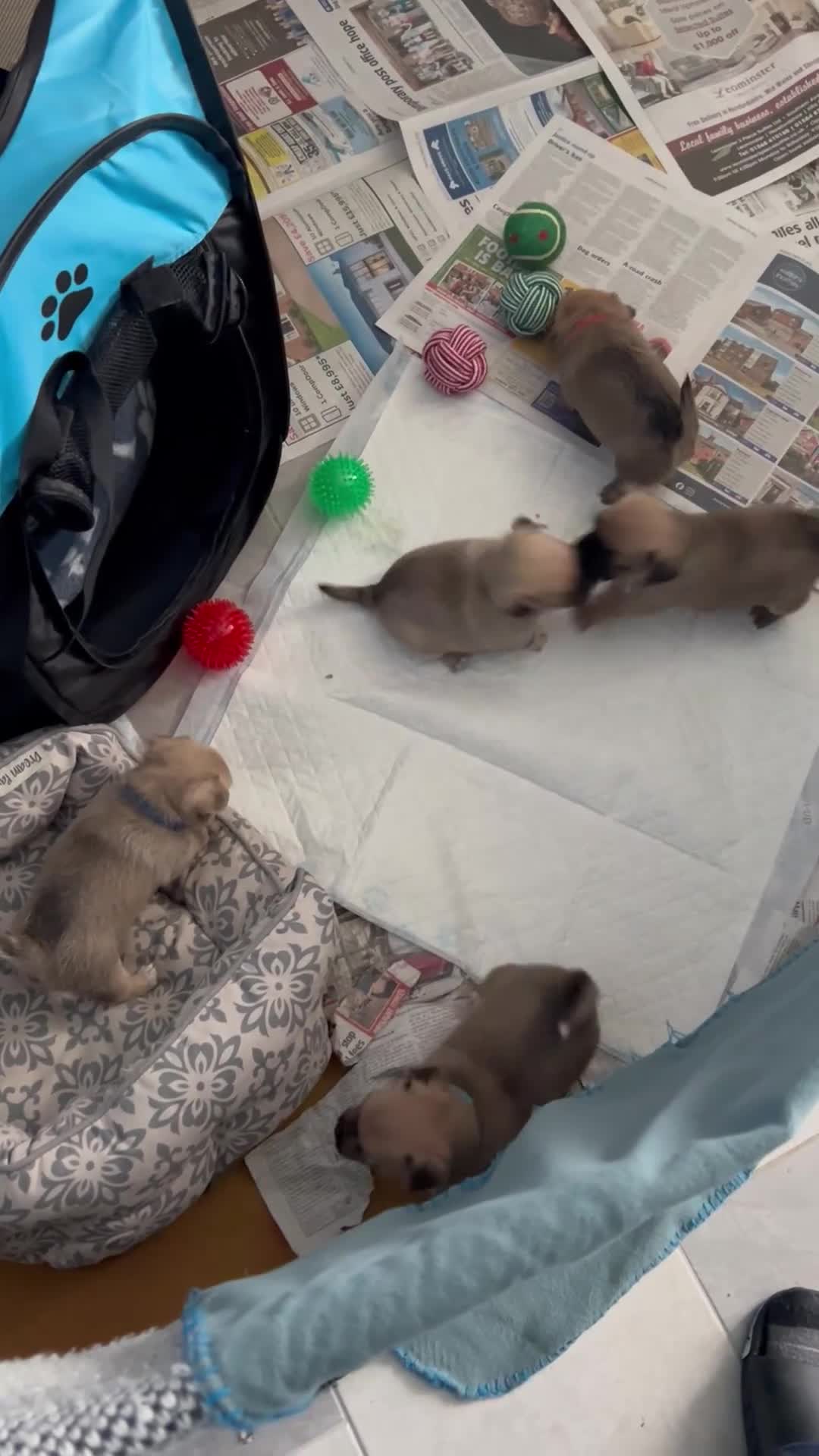 Jug dogs for sale: Jugs puppies  in Hereford - Video 5