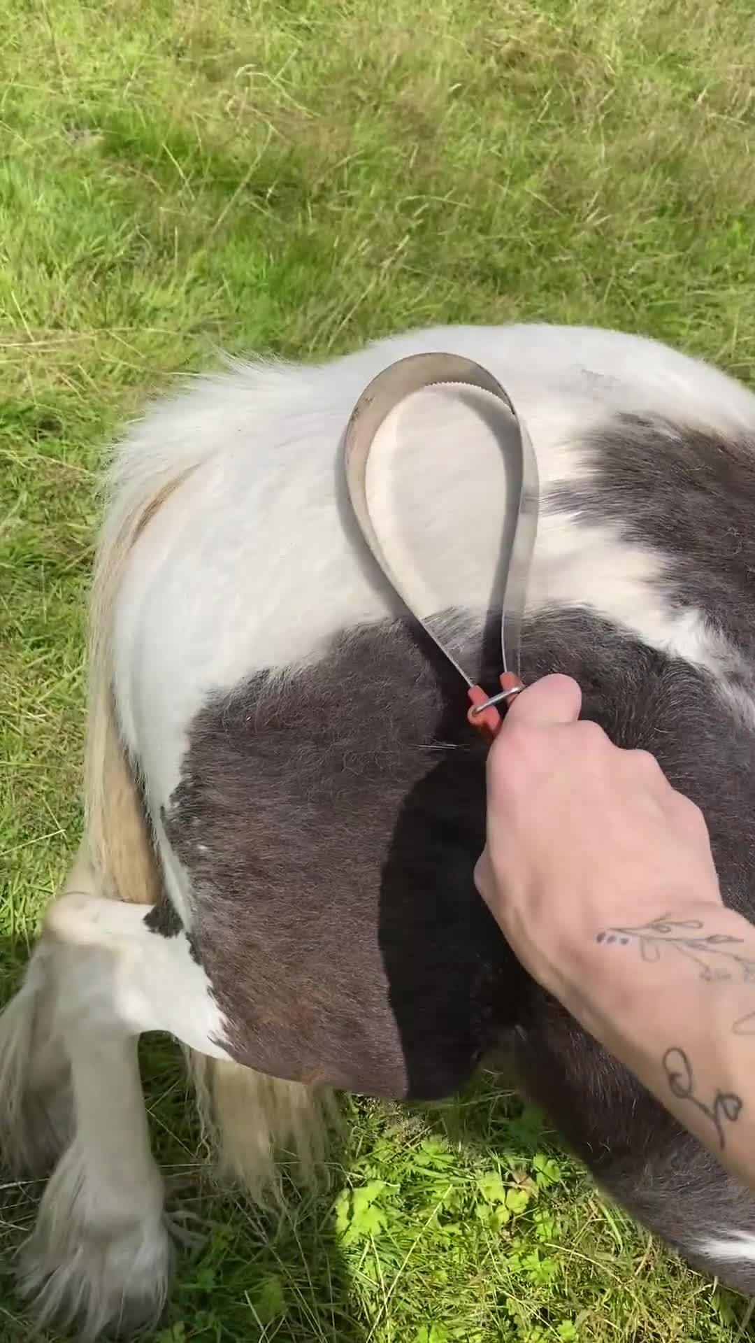 Other Breed horses for sale: Choppa - Video 4