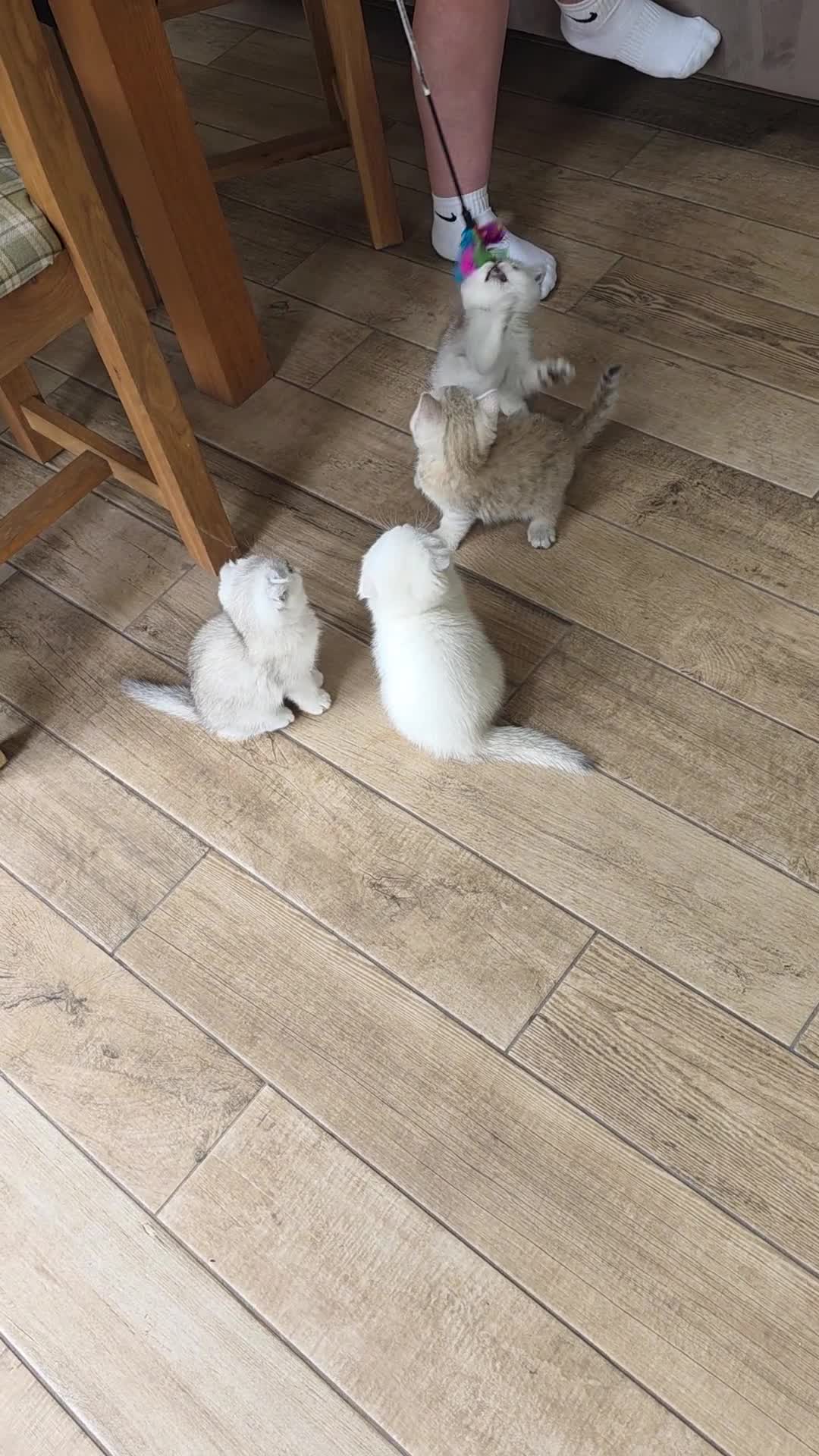 Scottish Fold cats for sale: *LAST LITTLE GIRL REMAINING* STUNNING TICA BABIES - Video 1
