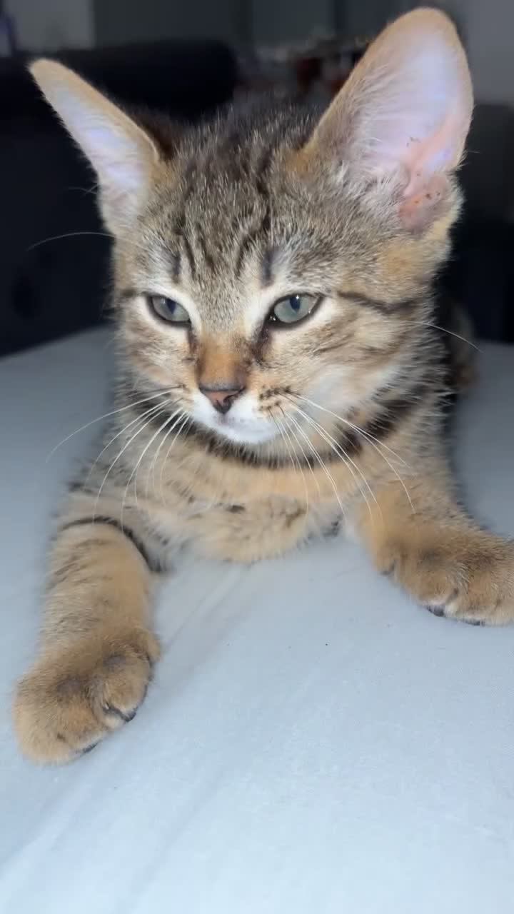 Mixed Breed cats for sale: kittens for sale  in Blackburn - Video 5