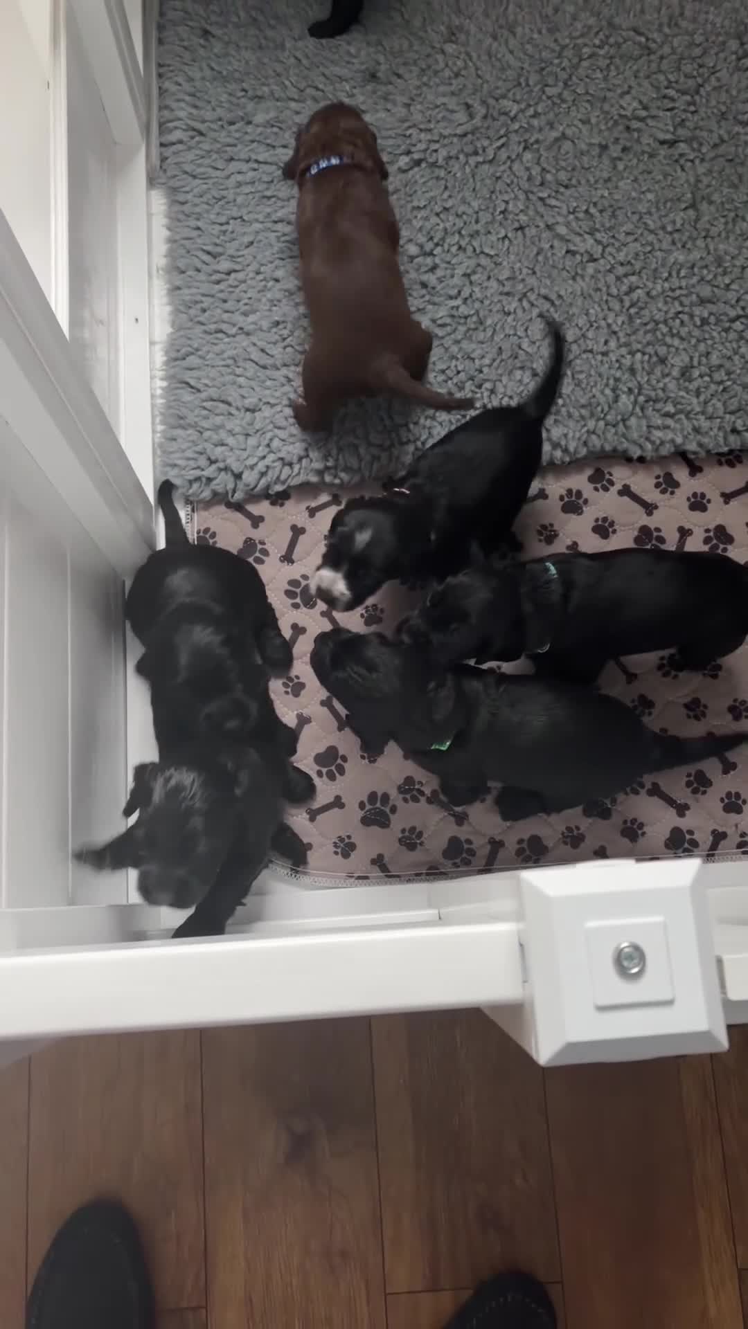 Cocker Spaniel dogs for sale: Working KC Registered Cocker Spaniel Pups. in Livingston - Video 1