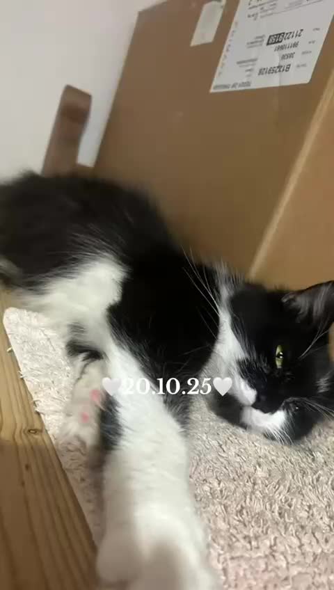Mixed Breed cats for sale: 2 Beautiful healthy girls  - Video 1
