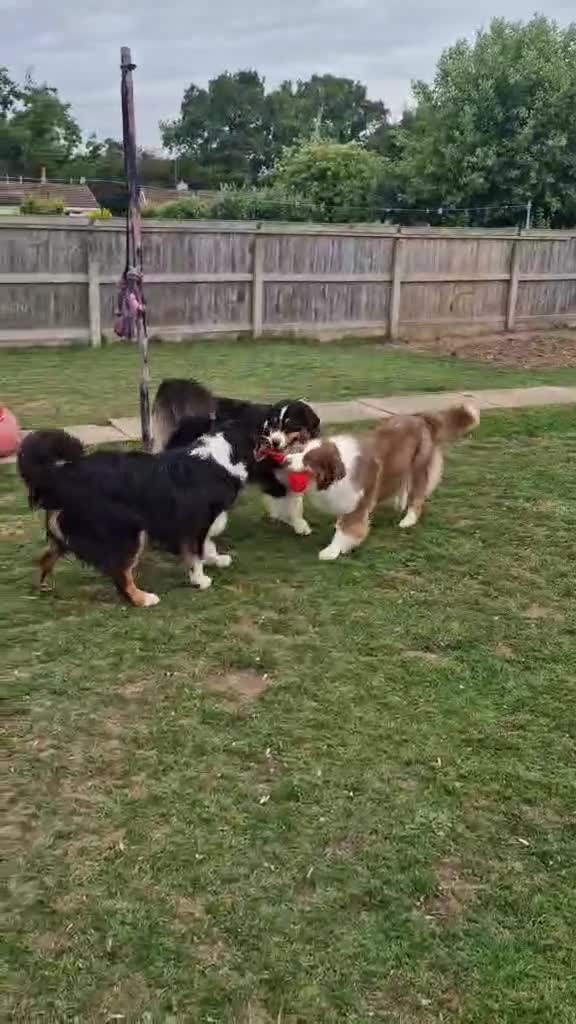 Australian Shepherd dogs for sale: Australian Shepherd Male - Video 4