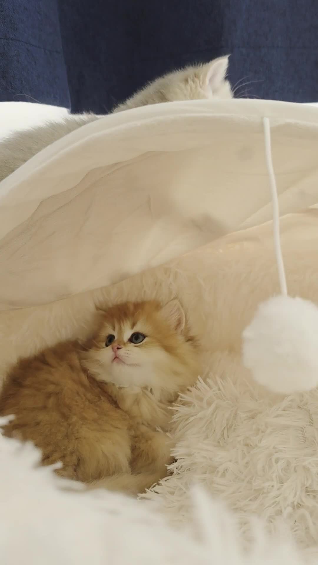 British Shorthair cats for sale: Last 2 kittens looking for forever home❤️ - Video 2