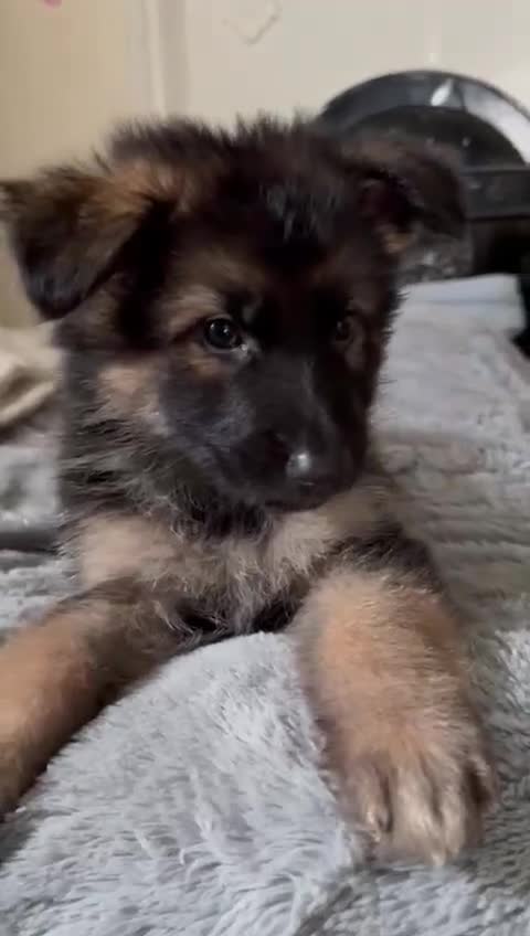 German Shepherd dogs for sale: 6 beautiful long haired German Shepards for sale! - Video 1