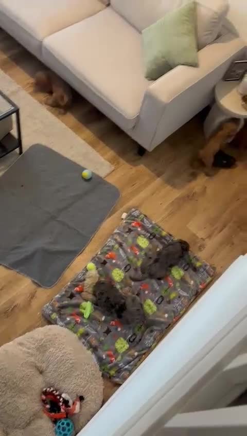 Cockapoo dogs for sale: *READY NOW  *Cockapoo puppies *7 SOLD*  - Video 1