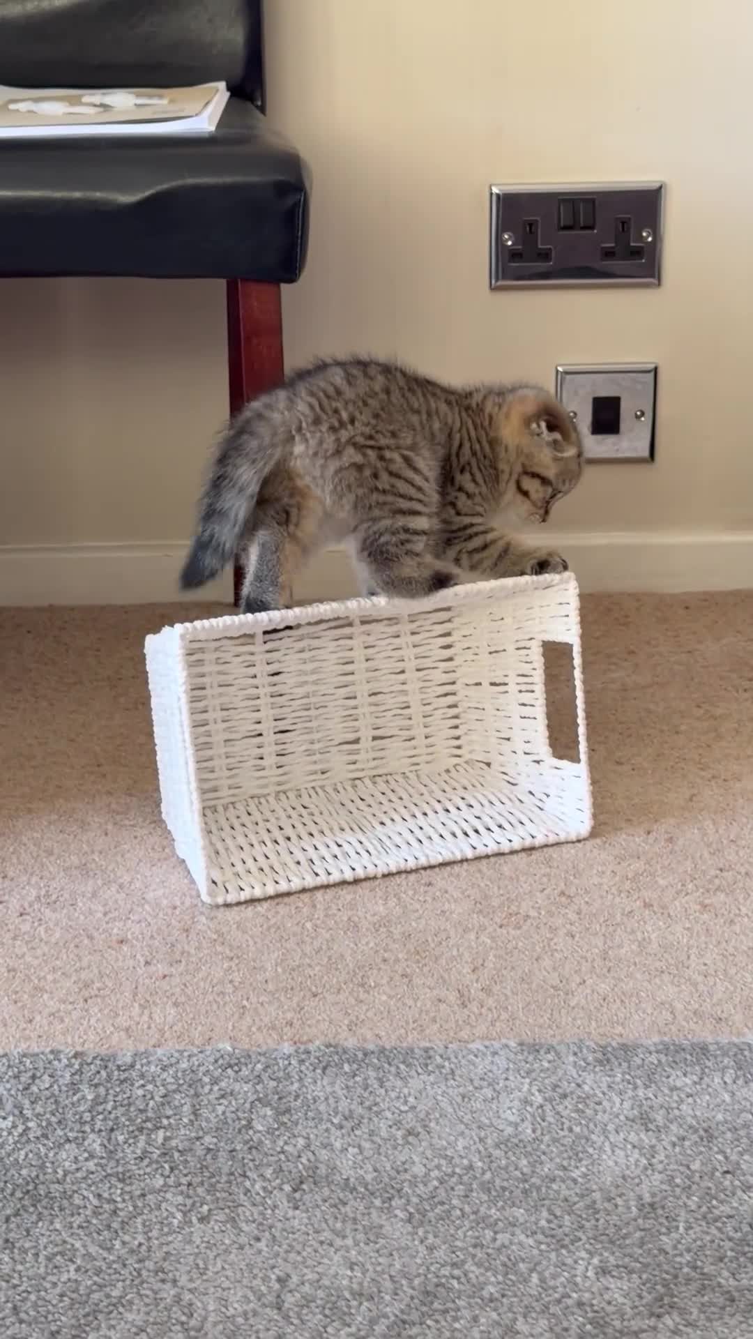 Scottish Fold cats for sale: SCOTTISH FOLD & BRITISH SHORTHAIR  - Video 3