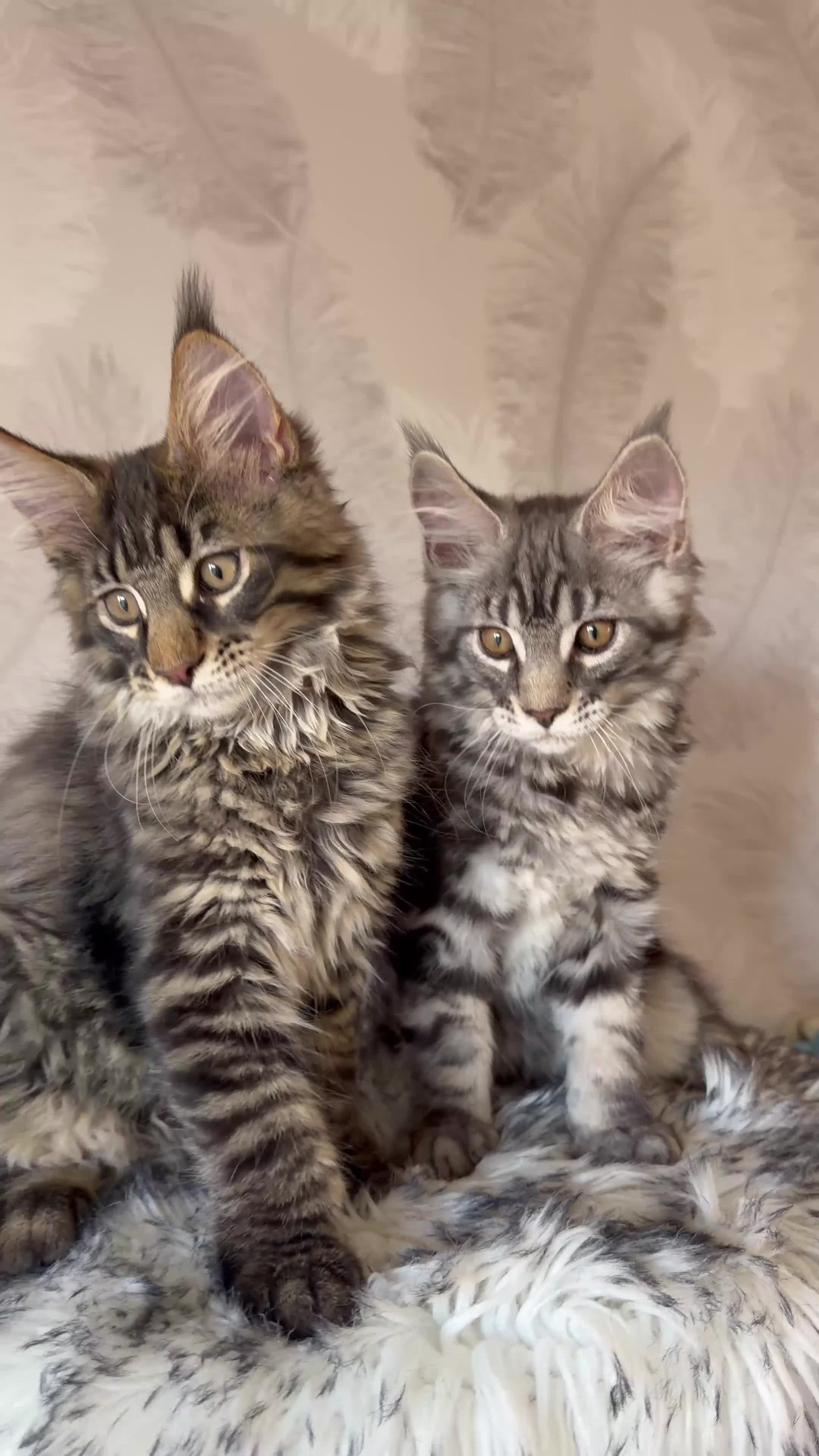 Maine Coon cats for sale: TICA registered Maine Coon kittens - Video 1