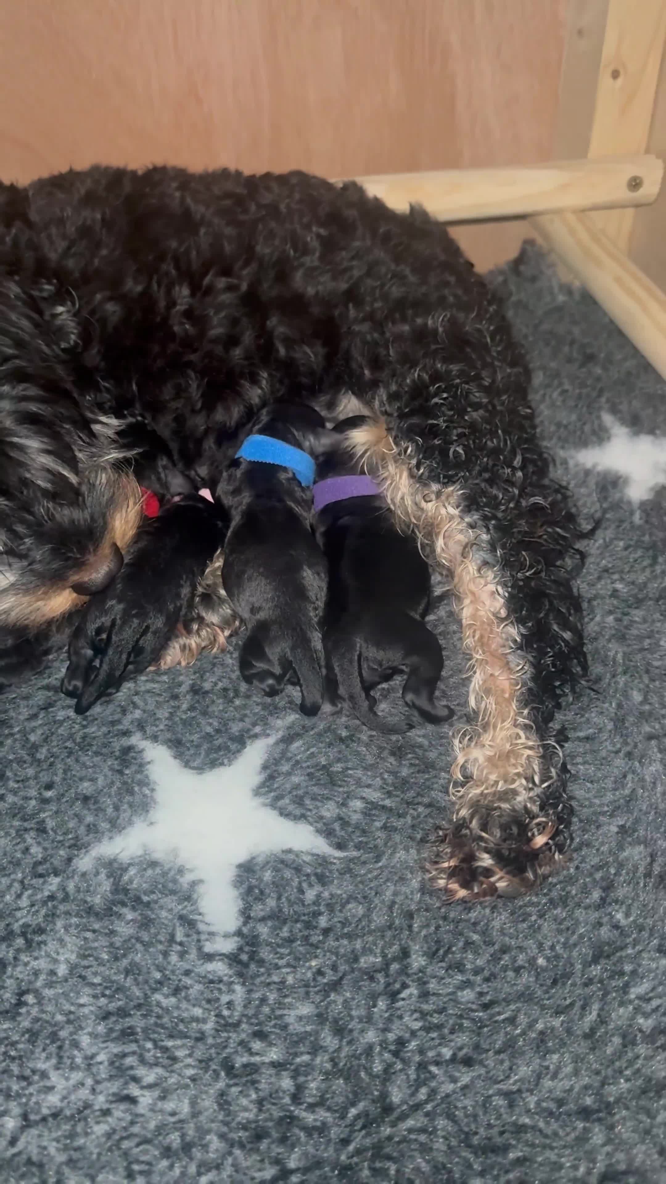 Cockapoo dogs for sale: F1B Cockapoo puppies… **Now Available to View** - Video 2